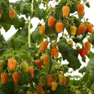 Малина чудо малина отзывы