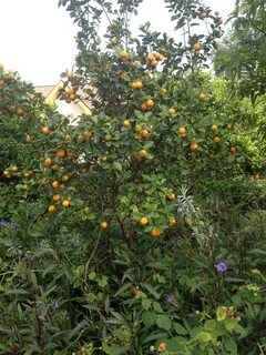 Urban fruit
