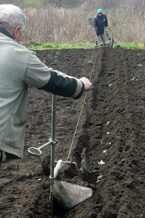 Посадка картофеля. Посадка картофеля под лопату. Способы посадки картофеля. Способы посадки картофеля вручную. Способы высадки