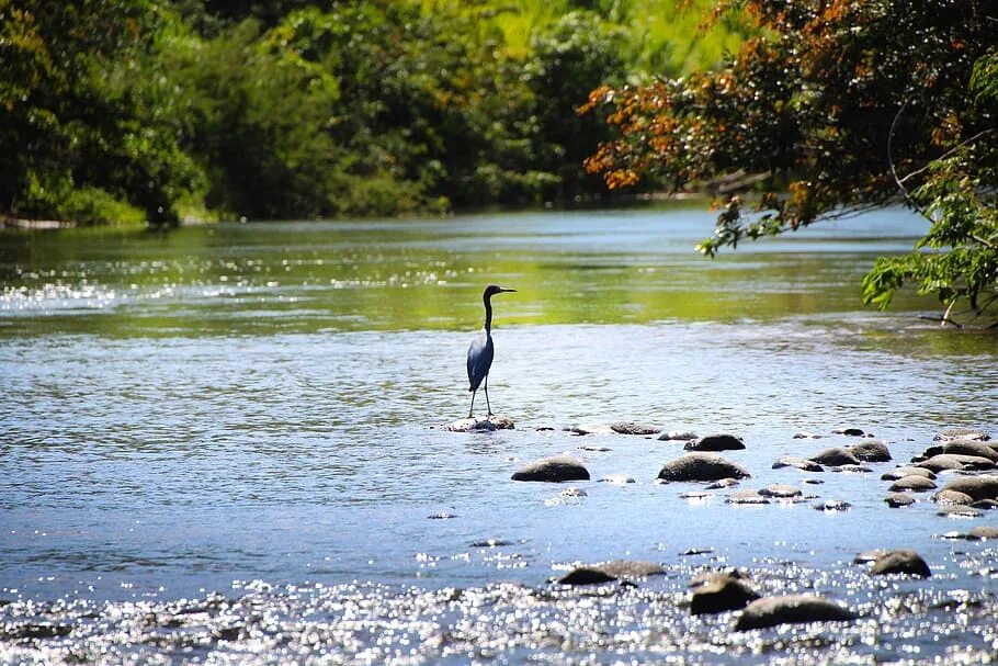 Природа река птицы. Цапли на реке. Цапля на озере. Цапли в природе. Цапля охотится.