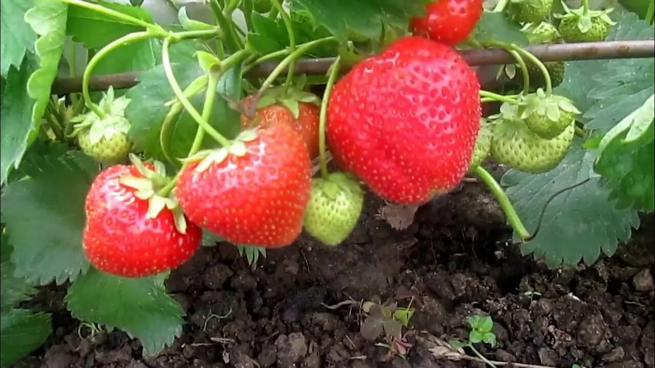 Клубника свит энн. Саженцы клубники в беларуси. Клубника азия нф 421. Саженцы клубники в беларуси. Земляника рикас.