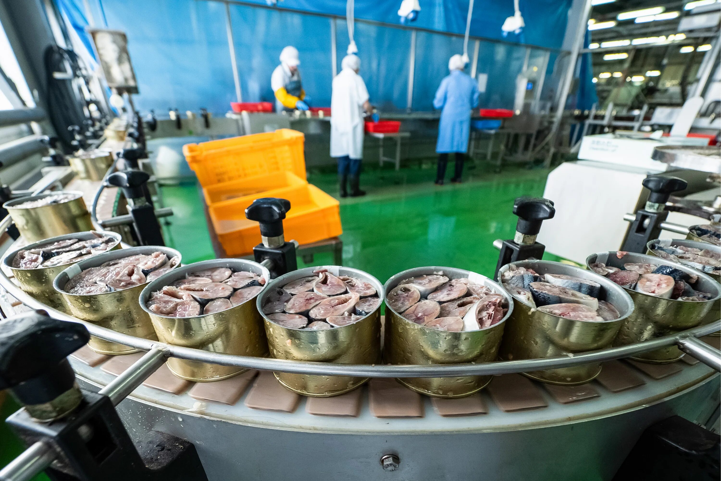 Крупные консервные предприятия. Серпуховский консервный завод. Цех по производству рыбных консервов.
