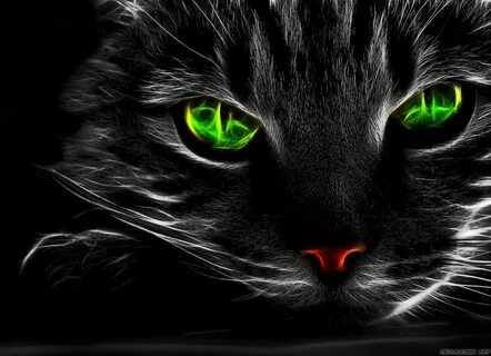 Green eyes the cats