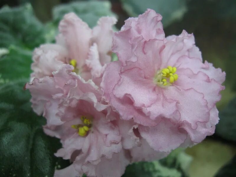 фото фиалки ребелс ту сент.