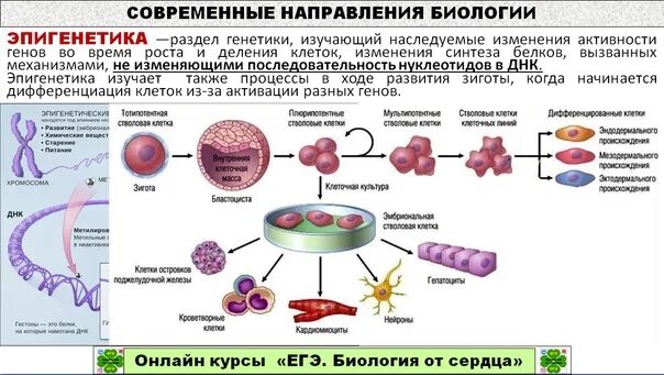 Современные направления биологии