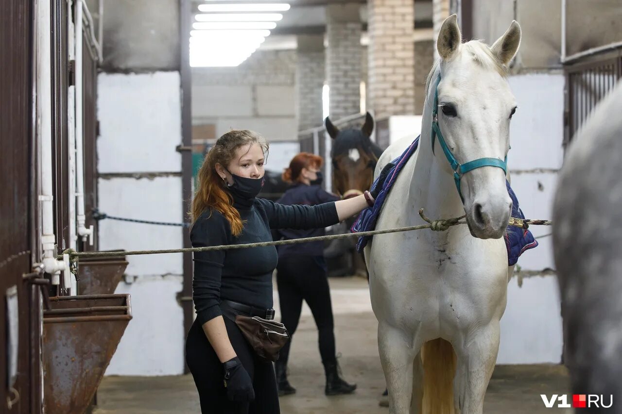 Конный завод волгоград. Лошадь в волгограде 2005 год. Лошадка волгоградская. Солнечная долина волгоград лошади. Лошадка волгоградская область сидеть.