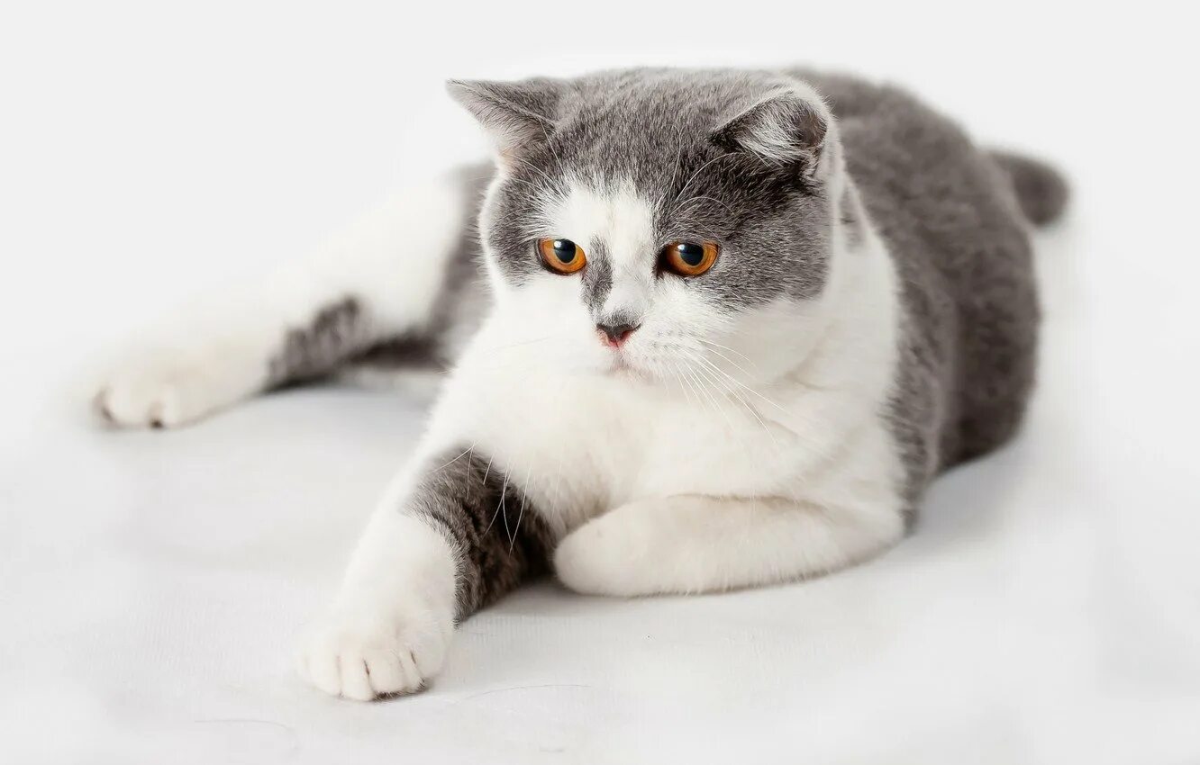 Кошки бело серого окраса. Британская короткошёрстная кошка. Британский короткошерстный кот биколор. Британская короткошёрстная кошка черно белая. Британская короткошёрстная кошка серая с белым.