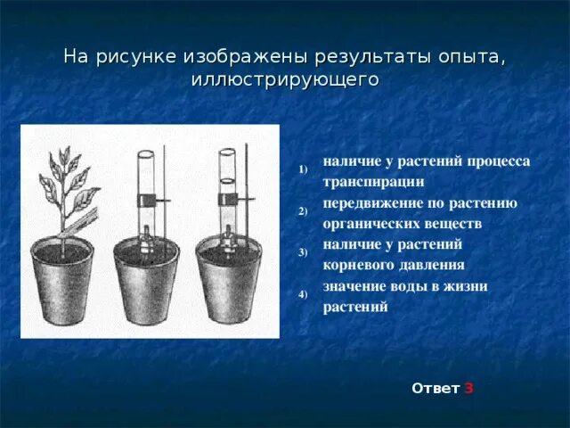 На рисунке 1 изображено растение. Опыт демонстрирующий Корневое давление. Процесс корневого давления. Опыт доказывающий Корневое давление. Опыт по транспирации у растений.