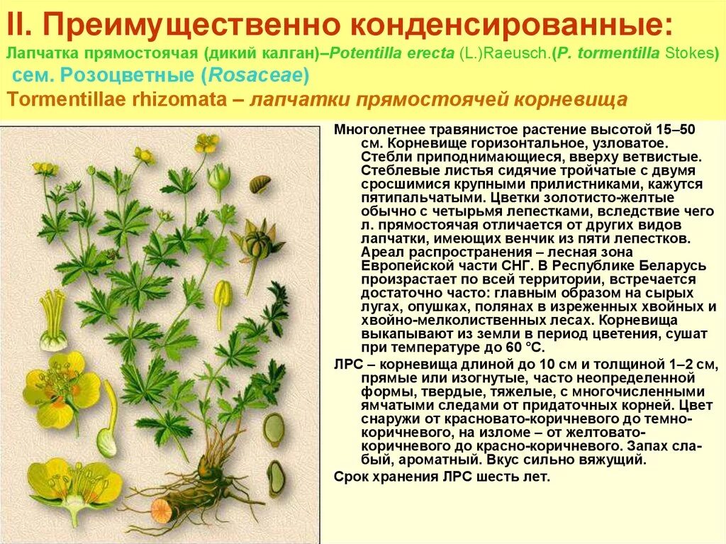 Травы сколько хранить. Лапчатка прямостоячая Potentilla erecta. Лапчатка гусиная и прямостоячая. Лапчатка гусиная прямостоячая калган. Лапчатка прямостоячая калган.