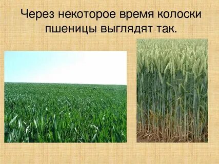 Весенняя страда презентация в старшей группе