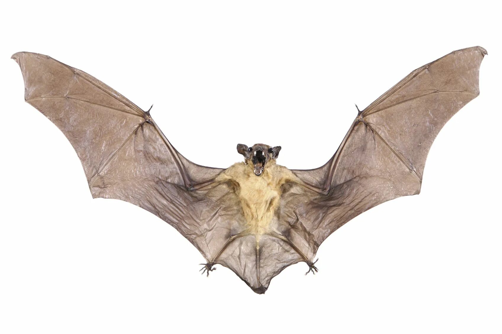 Bat bpm. Ушан таунсенда. молотоглав летучая мышь. bat летучая мышь. летучая мышь с расправленными крыльями.