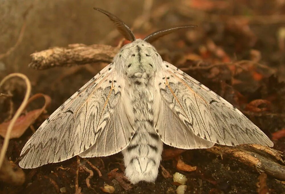 Огромные мотыльки в москве. Моли вы. Мотылек богонга. Моль красивая. Венесуэльский пуделевый мотылек тутовый шелкопряд.