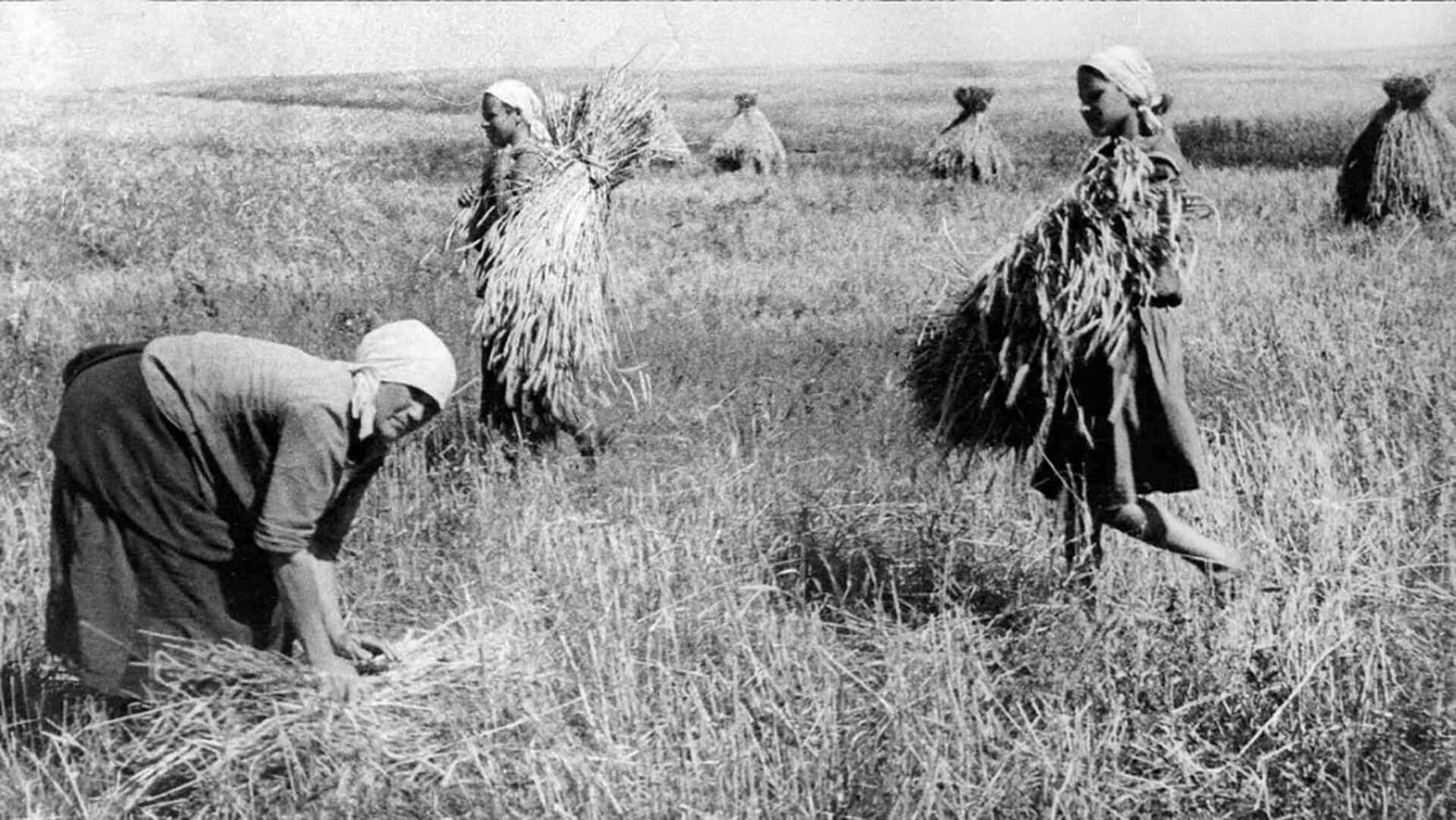 Собирают люди хлеб. Советская уборочная страда СССР. Сбор урожая крестьяне 19 век. Уборка урожая в годы войны. Уборка урожая в старину.