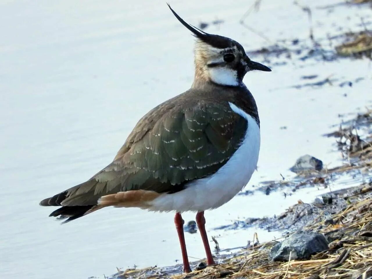 Чибис, или пигалица (Vanellus Vanellus). Птицы Якутии Чибис. Чибис в Сибири. Чибис самка.