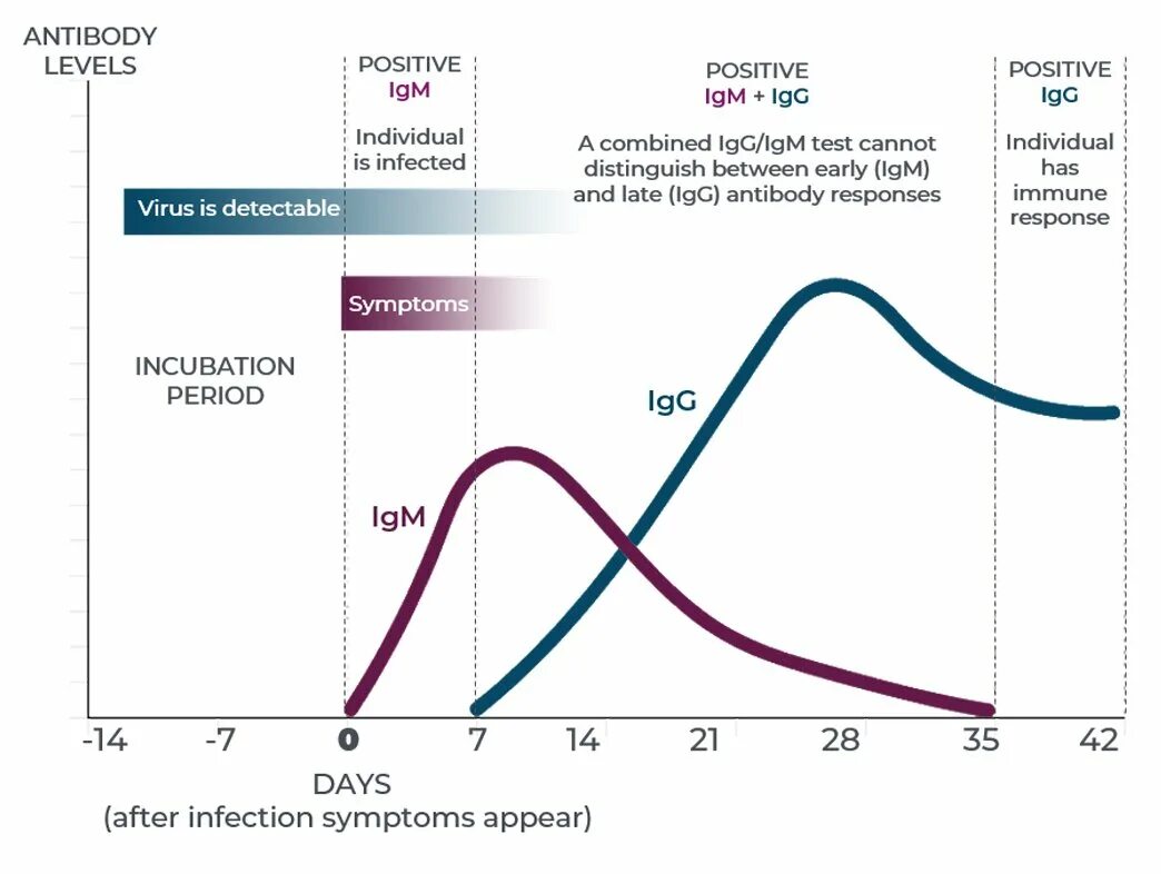 Virus lgg. Антитела IGM И IGG. График выработки антител к коронавирусу. Антитела IGG B IGM. Антитела IGM показатели.