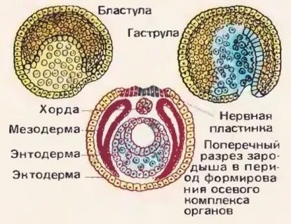 Половая система мезодерма