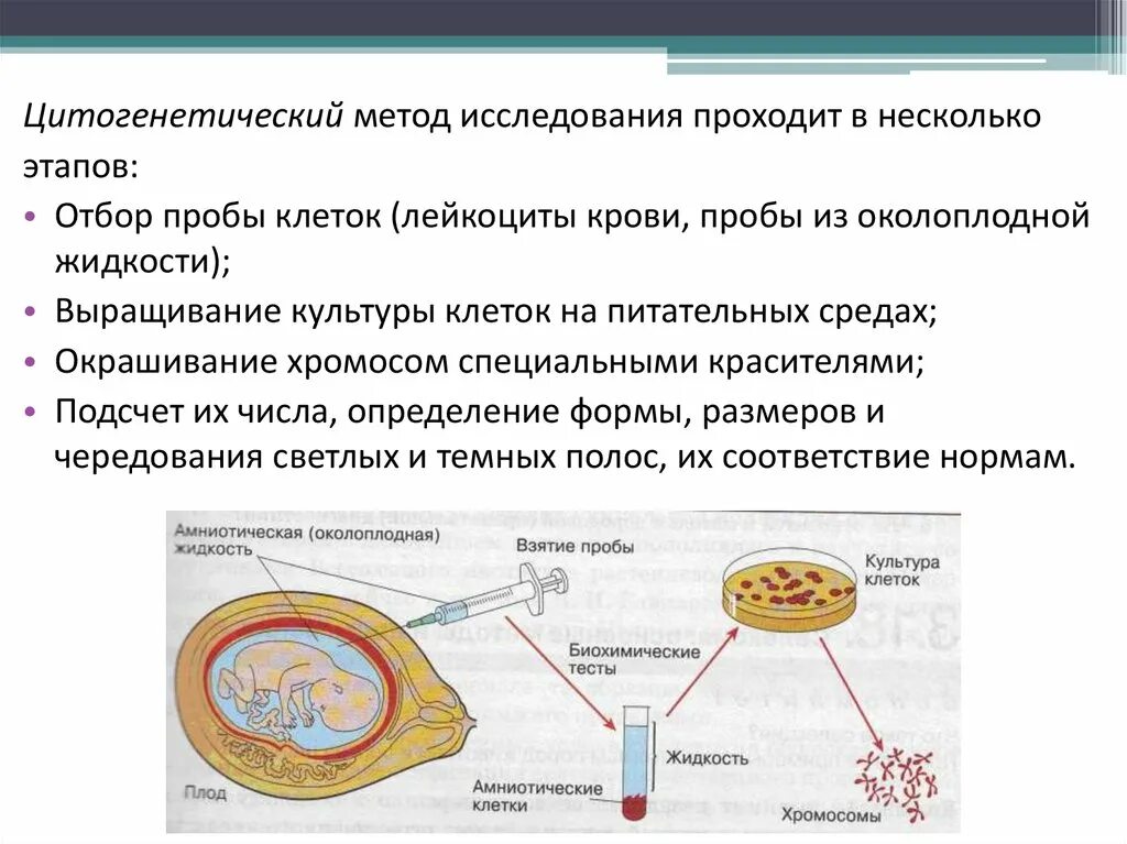 Какие методы используют для цитогенетического исследования. Этапы проведения цитогенетического анализа -кариотипирования. цитогенетический метод методика. стадии цитогенетического исследования забор крови. цитогенетический метод исследования.