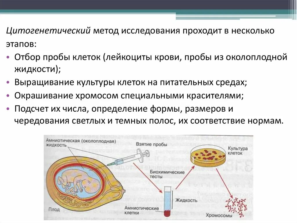 Какие методы используют для цитогенетического исследования. Этапы проведения цитогенетического анализа -кариотипирования. Цитогенетический метод методика. Стадии цитогенетического исследования забор крови. Цитогенетический метод исследования.