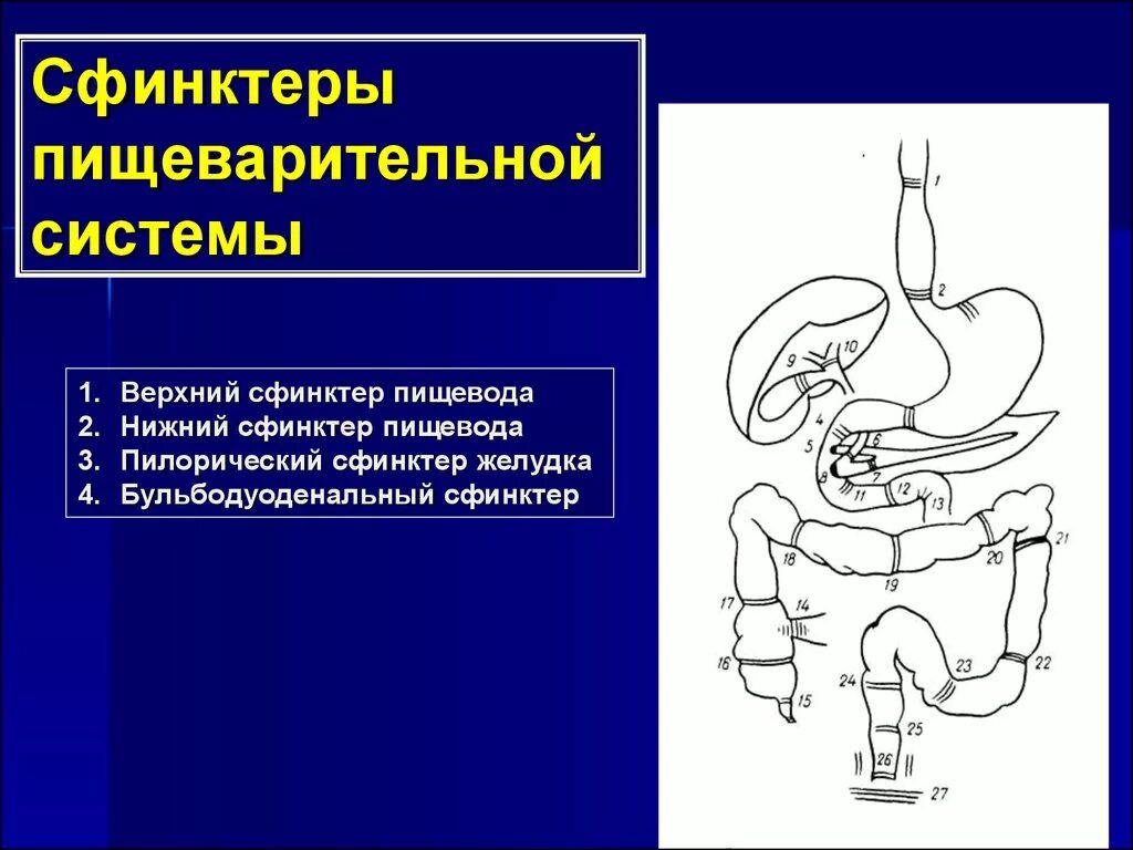 Сфинкторц пищеварительной системы. Сфинктеры пищеварительной трубки. Сфинктерный аппарат пищеварительного тракта.