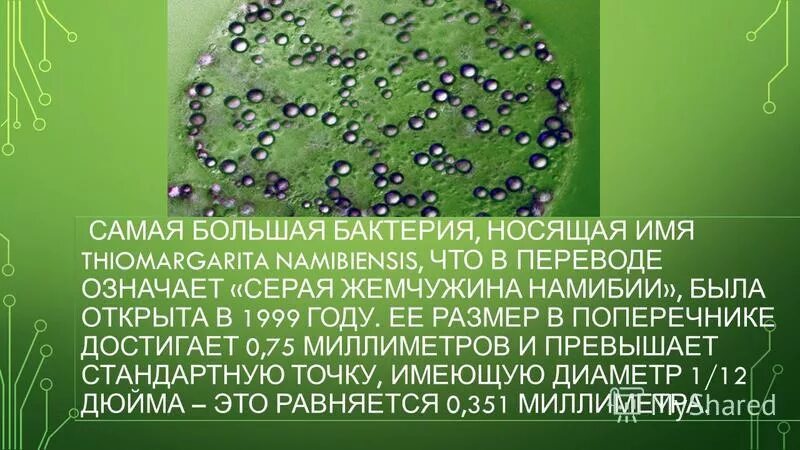 самый большой микроб. самый большой микроб. гидротермальный глубоководный червь nereis sandersi. серная жемчужина намибии бактерия. бактерия тихоходка.
