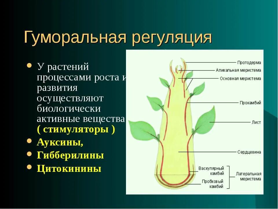 Как называется процесс когда растение растет. Регуляция процессов у растений. Гуморальная регуляция у растений. Ростовые вещества растений. Регуляция процессов жизнедеятельности растений и животных.