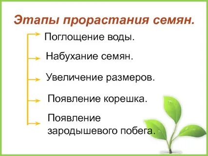 Набухание семян при прорастании