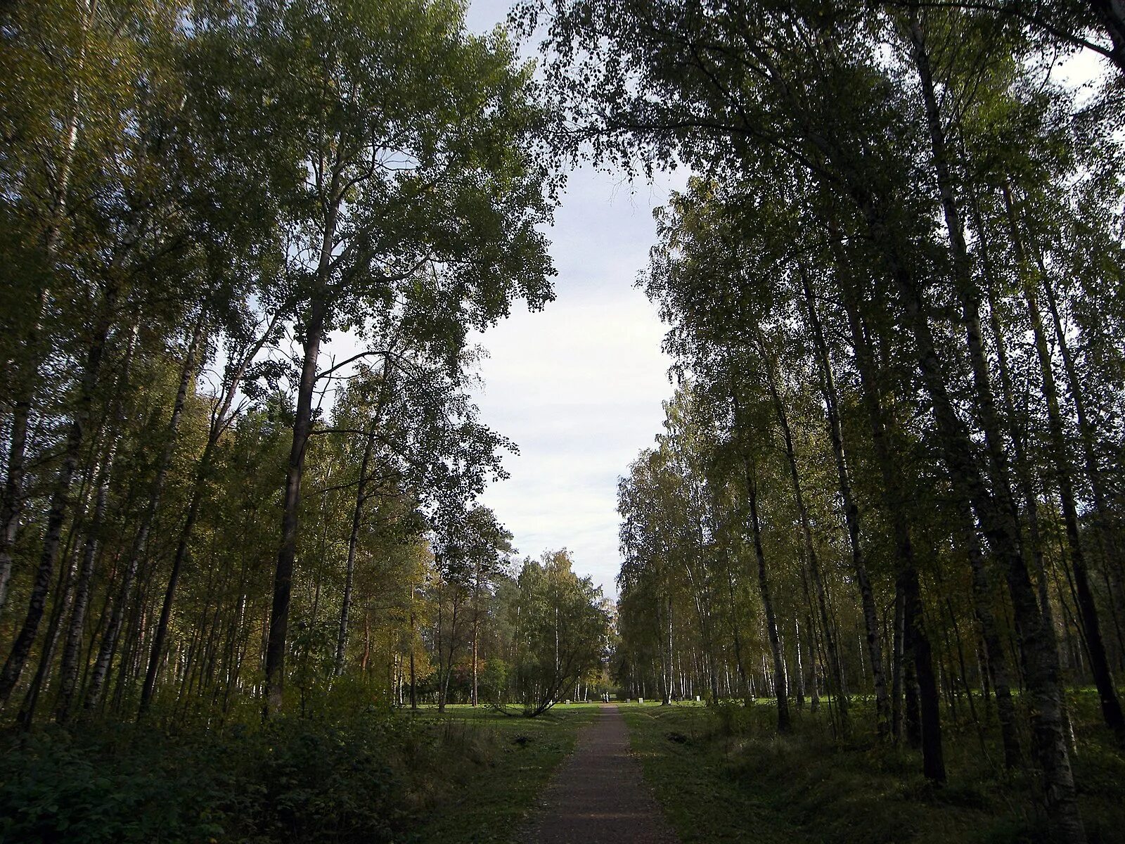 Парк сосновая поляна в санкт-петербурге. Парк сосновая поляна в санкт-петербурге. Парк сосновая поляна в петербурге. Парк красносельский район санкт-петербург. Поляна спб.