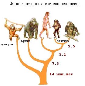 Потомки общего предка это