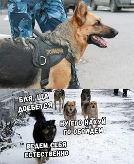 Веселые картинки. - Страница 254 - ЮМОР - Рыболовный клуб VolgaFishing