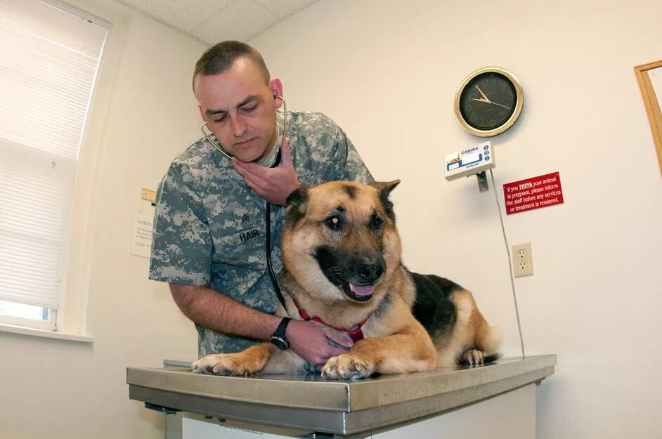 ветеринар осматривает собаку. профессия ветеринарный фельдшер. ветеринары военнообязанные или нет. ветеринары военнообязанные или нет. специализации в ветеринарии.