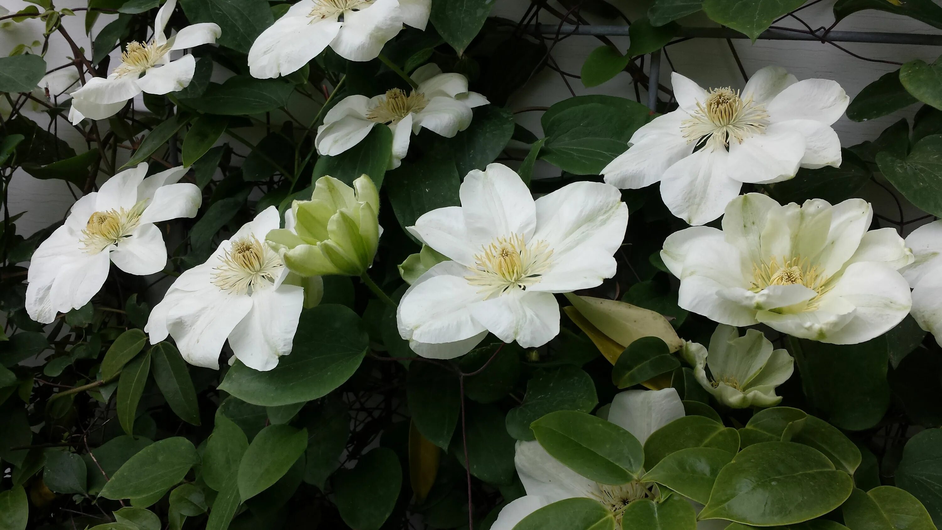 Powojnik / Clematis JERZY POPIEŁUSZKO - Centrum-Ogrodnicze Dammera