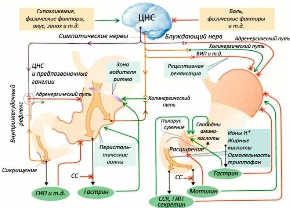 Патогенез нарушения моторики кишечника. Факторы влияющие на желудочную моторику. Продукты для моторики кишечника. Улучшает моторику кишечника.