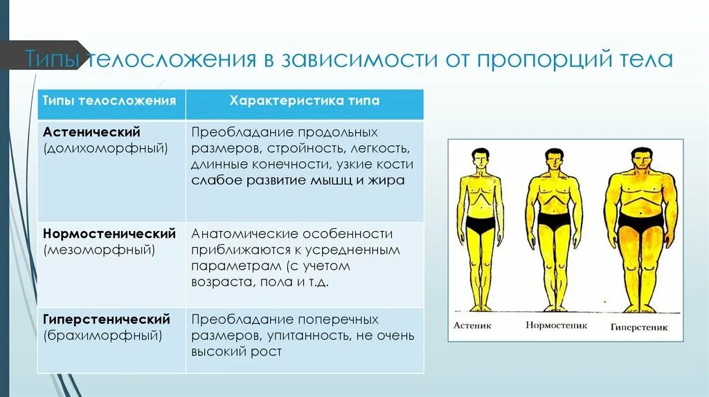 Три основные типы телосложения. Типы телосложения в зависимости от пропорций тела. Типы Конституции человека. Назовите типы телосложения человека.