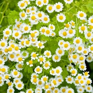 Маленькие ромашки как называются