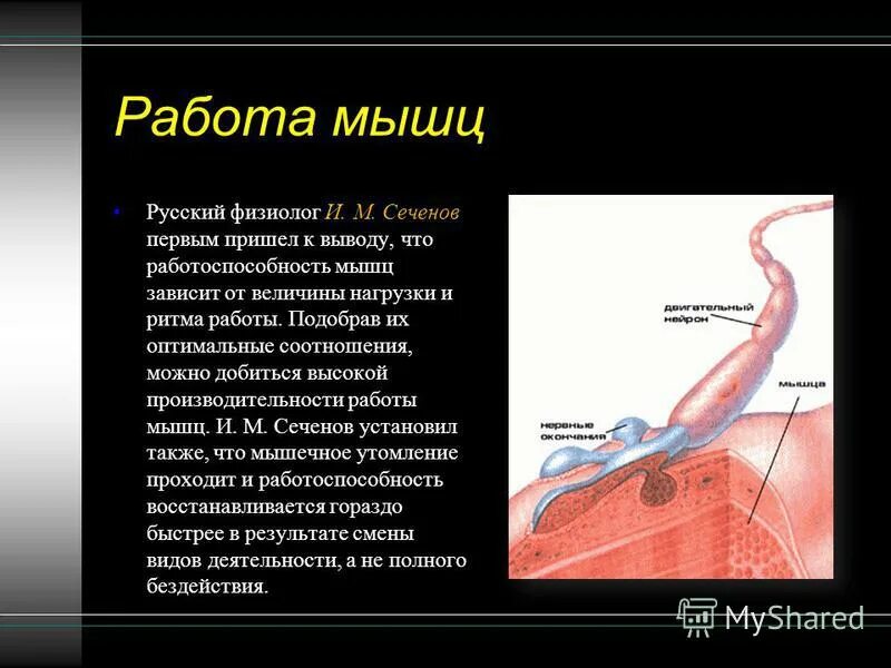 Работа мышцы зависит. Работоспособность мышц. Работоспособность мышц зависит от. От чего зависит работоспособность мышц. Мышечная система сердца.