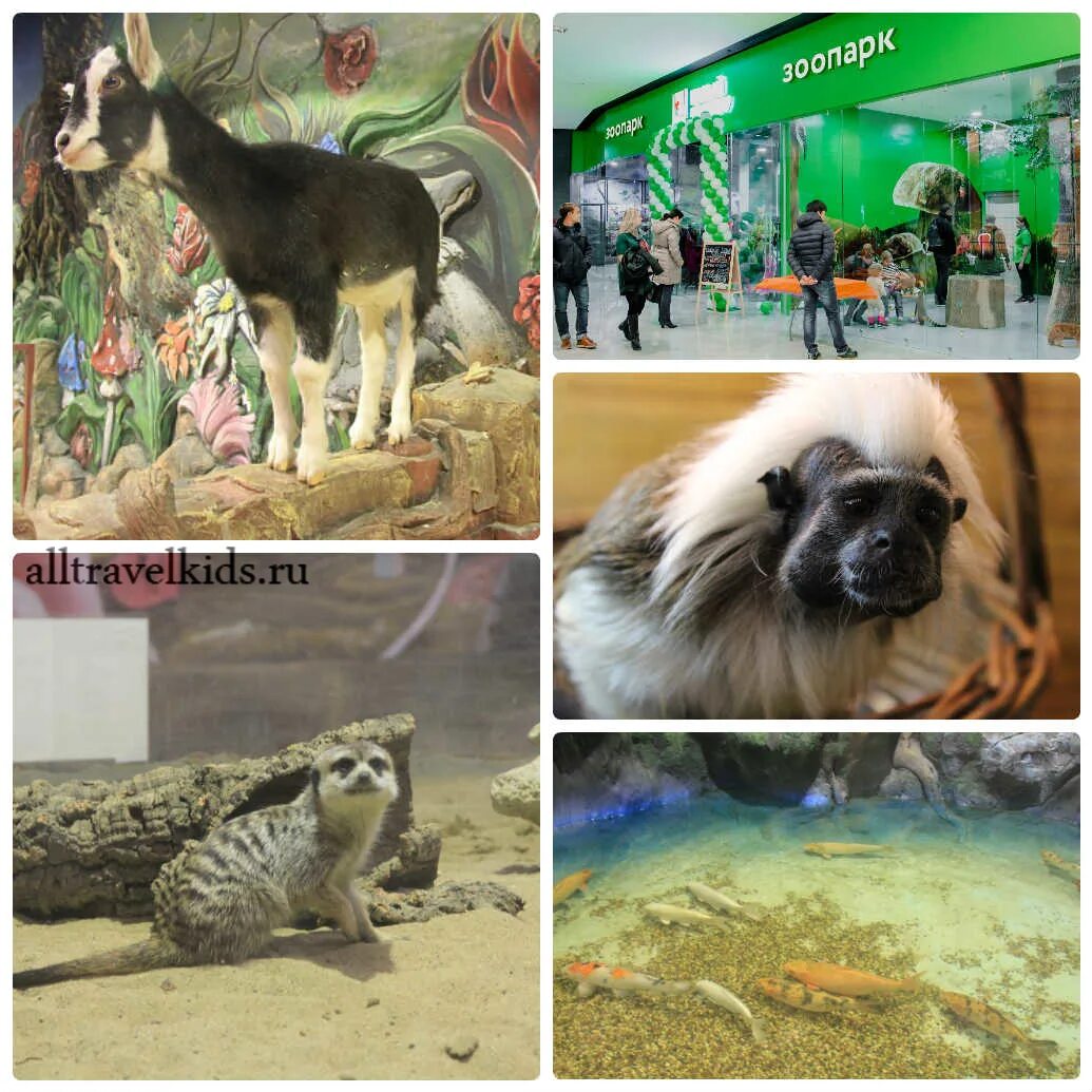Зоопарк Вегас Крокус Сити. Контактный зоопарк в ТЦ. Контактный зоопарк в Москве. Контактный зоопарк Крокус.