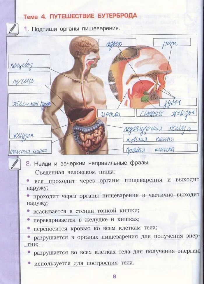 Окружающий мир 4 класс рабочая стр 65. Органы человека рабочая тетрадь 3 класс. подпиши органы пищеварения путешествие бутерброда. органы человека окружающий мир тетрадь.