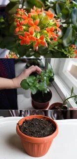 Пересадить каланхоэ после цветения