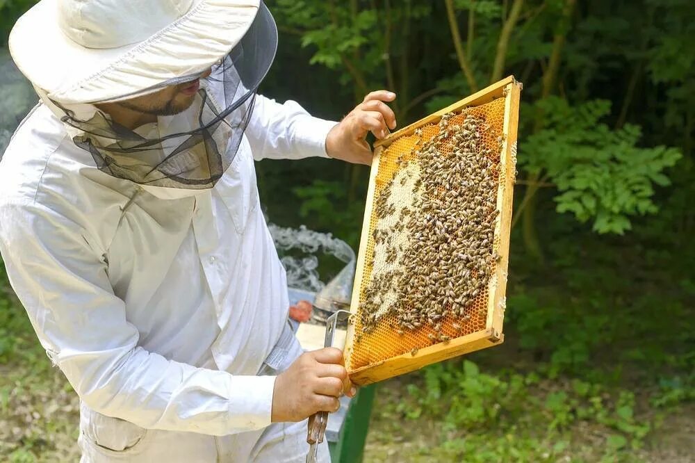 Пчелы пасека. Пчеловодство мед. Пчеловод картинка. Медовый улей. Когда собирают мед