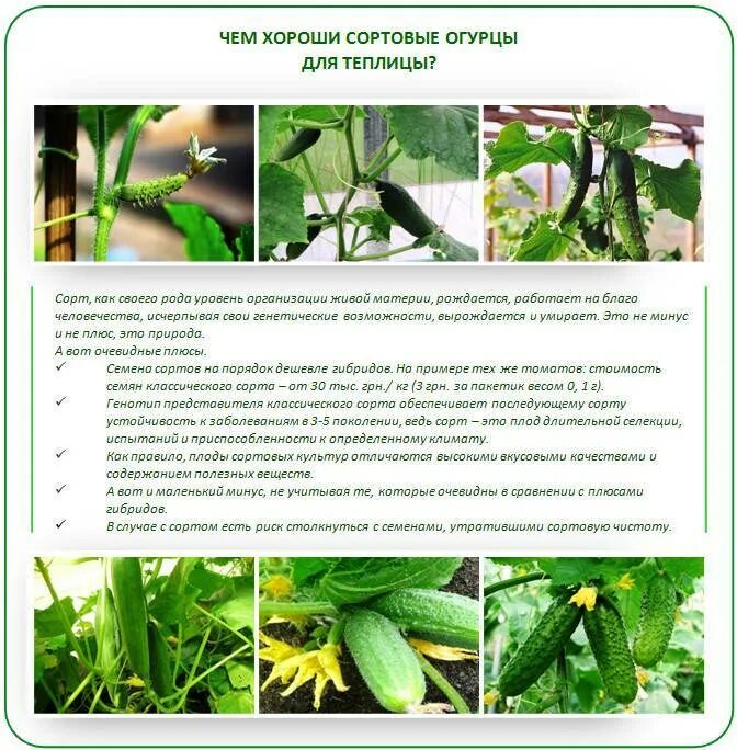 Опыляемые сорта огурцов. Огурцы в теплице. сортовые огурцы для теплицы. лучшие удобрения для огурцов в теплице. опылитель для огурцов в теплице.
