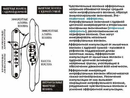 Рабочий орган чувствительные нервные окончания чувствительный