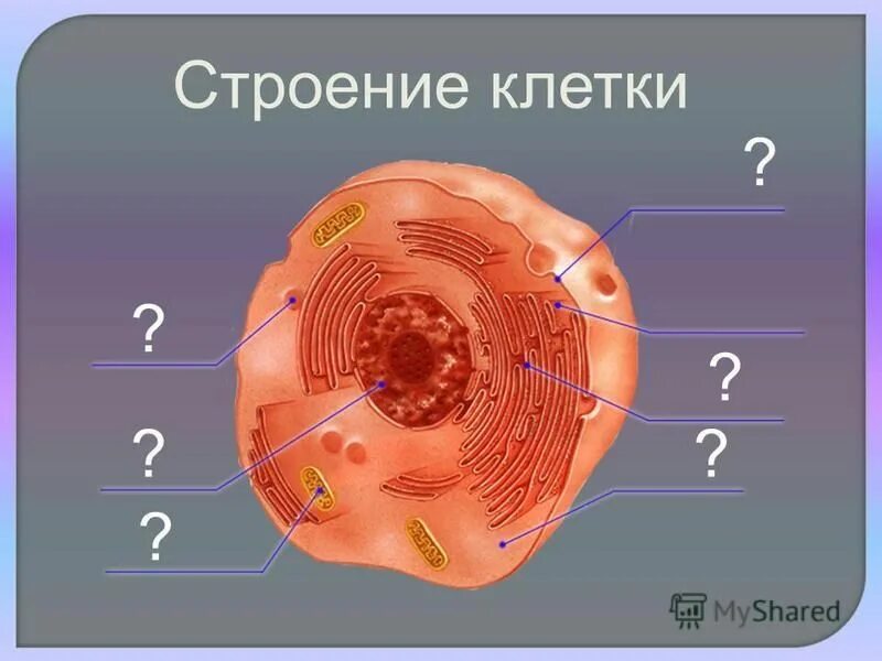 Строение клетки по биологии. Урок 9 строение клетки. Структура клетки биология. Строение животной клетки рисунок. Урок 9 строение клетки.
