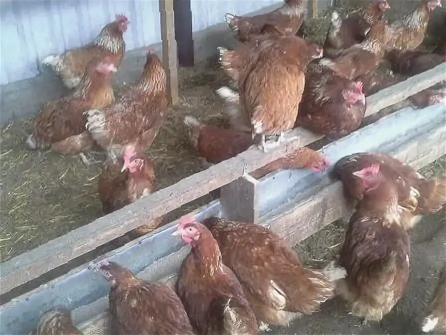 леггорн изабель. куры несушки доминант маран. куры воронежская область. родонит хайсекс браун. леггорн карликовый порода.