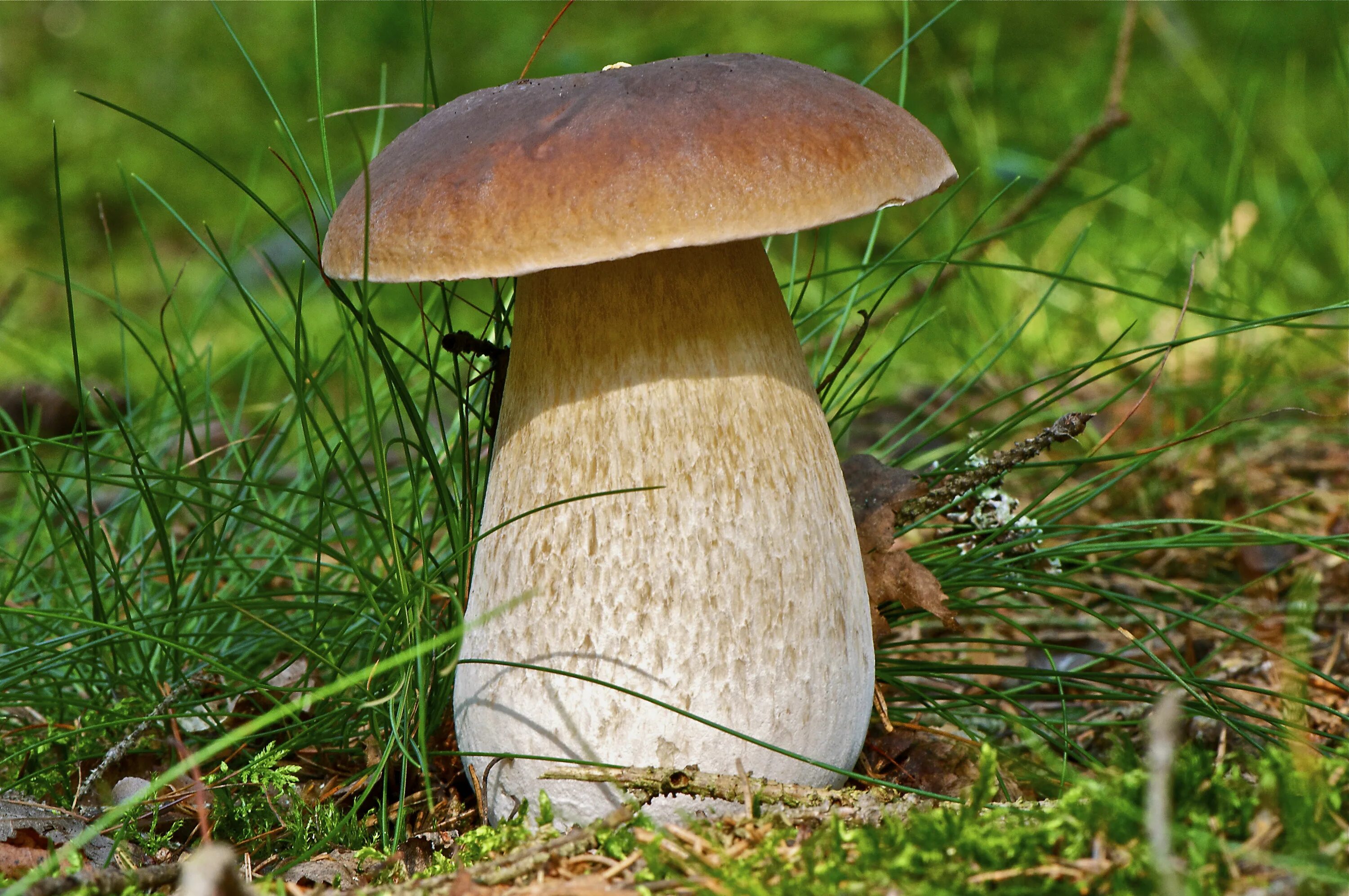 Ложный Боровик белый гриб. Боровика - Boletus edulis. Boletus edulis – белый гриб. Боровик - белый гриб Боровик. Про боровик