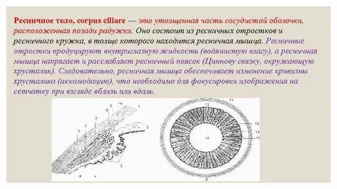 Функции ресничного тела