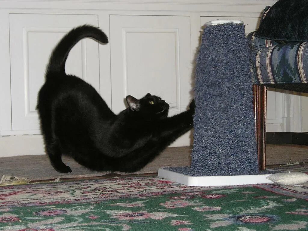 Как отучить кота