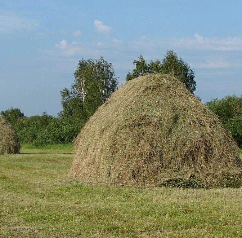 Самсон сеногной. Зарод сена. Скирда сноп. Проскудин-горский сенокос. Копна это.
