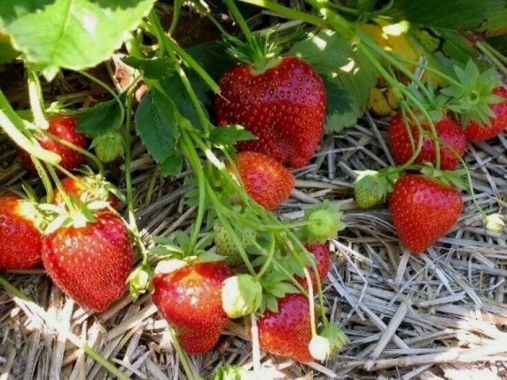 Поздние сорта клубника описание сорта. Поздние сорта клубника описание сорта