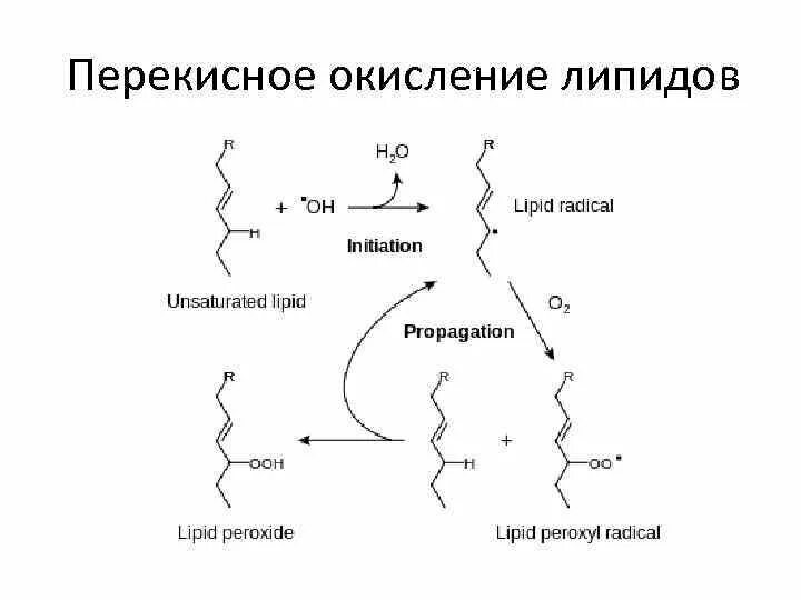 Пол липидов. Перекисное окисление липидов схема. Схема перекисного окисления липидов биохимия. Схема реакций перекисного окисления липидов. Перекисное окисление липидов биохимия.