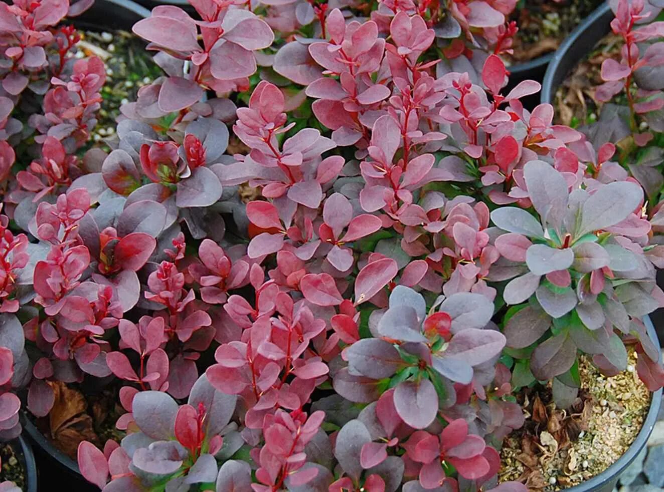 Barberry Concorde Berberis thunbergii 'Concorde' Fall plants, Plants, Plant cata